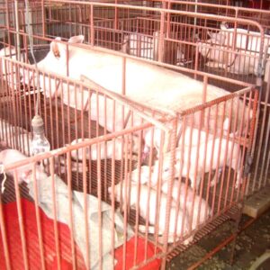 Thiết bị chăn nuôi Hùng Đồng với giá rẻ