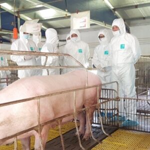 Các biện pháp chăn nuôi an toàn phòng ngừa dịch bệnh hiệu quả