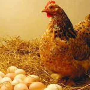 Kỹ thuật nuôi gà đẻ trứng
