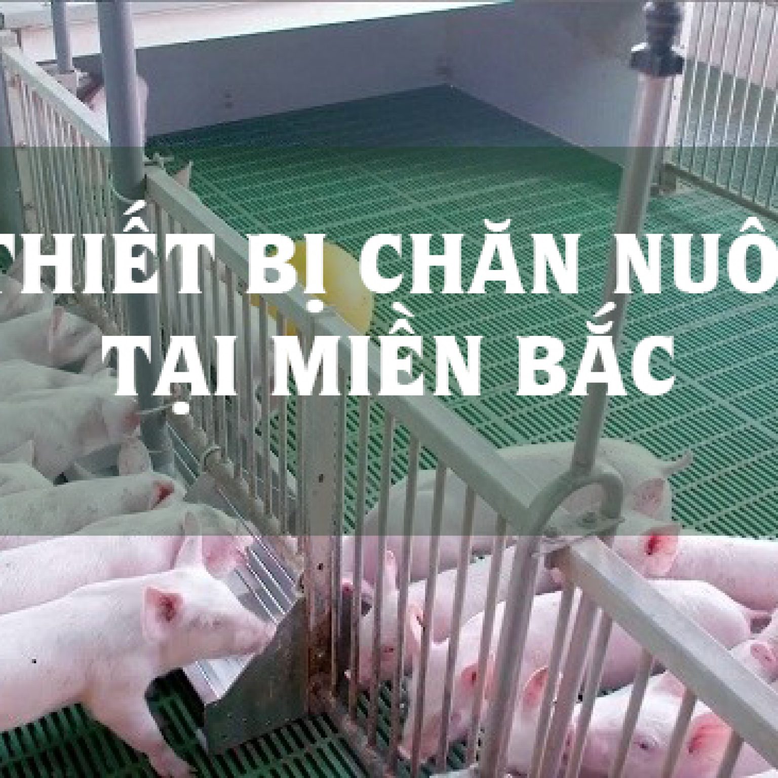 Địa chỉ mua thiết bị chăn nuôi lợn tại miền Bắc