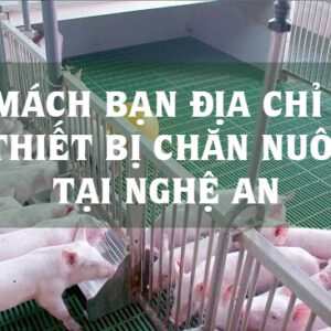 Mách bạn địa chỉ mua thiết bị chăn nuôi lợn tại Nghệ An