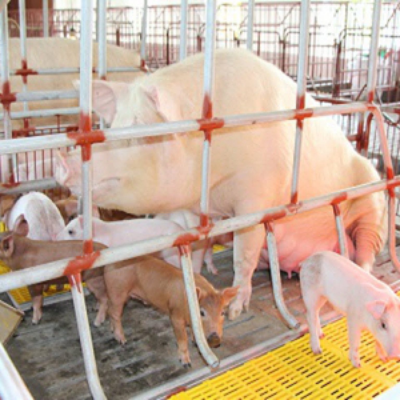 Phòng dịch bệnh cho heo vào mùa đông