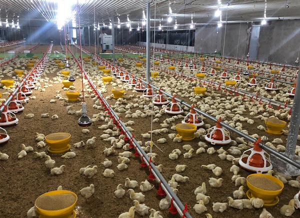 Khay ăn là một trong các loại thiết bị rất cần thiết, giúp việc chăn nuôi gà đem lại hiệu quả cao nhất và tiết kiệm tối đa các loại chi phí