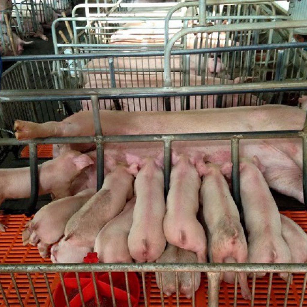 CÔNG TY TNHH HÙNG ĐỒNG