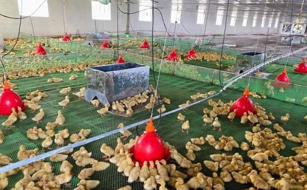Hùng Đồng là đơn vị cung cấp thiết bị hỗ trợ cho phương thức chăn nuôi gà con tại Hà Tĩnh có hiệu suất tốt nhất hiện nay