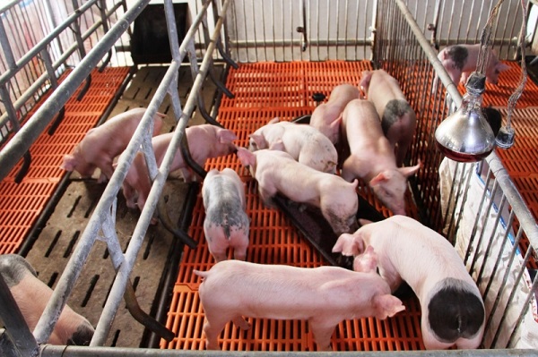 Sàn nhựa chuồng heo cần có độ bền cao, chịu được trọng lượng của lợn