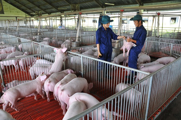 Hùng Đồng là đơn vị cung cấp thiết bị chăn nuôi heo thịt chất lượng tốt nhất hiện nay