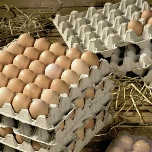 Khay đựng trứng có nhiều kiểu dáng, kích thước và hình dạng phong phú khác nhau