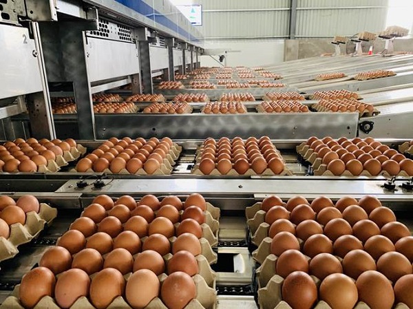 Khay đựng trứng là một loại khay được thiết kế để giữ và chứa trứng trong quá trình vận chuyển, lưu trữ và bảo quản