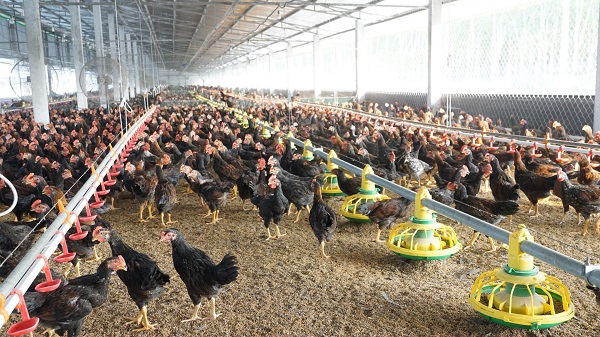 Việc sử dụng các thiết bị đúng cách có thể giúp tăng hiệu quả sản xuất, giảm chi phí và đảm bảo an toàn cho việc chăn nuôi gà