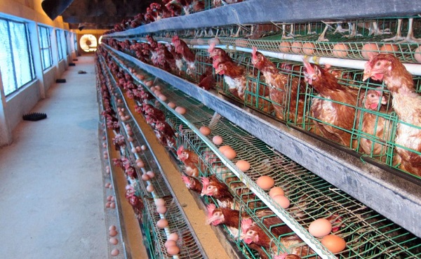 Nuôi gà đẻ trứng là hoạt động chăn nuôi gà nhằm thu hoạch trứng để tiêu thụ hoặc bán ra thị trường