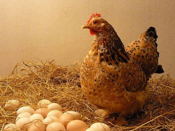 Hùng Đồng là đơn vị cung cấp các thiết bị nuôi gà đẻ trứng tại Hà Tĩnh chất lượng tốt nhất hiện nay