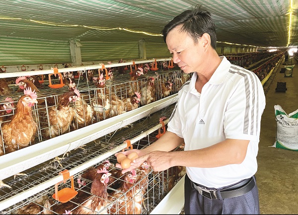 Chuồng gà đẻ là một khu vực được thiết kế để tạo môi trường lý tưởng cho việc nuôi gà đẻ trứng