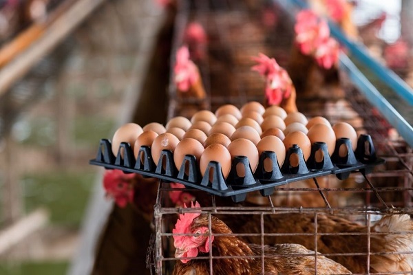 Chuồng gà đẻ thường được sử dụng trong các trang trại hoặc nông trại chuyên sản xuất trứng gà
