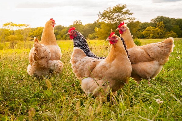 Hùng Đồng là đơn vị cung cấp các thiết bị chăn nuôi gà thả vườn chuyên nghiệp chất lượng tốt nhất hiện nay