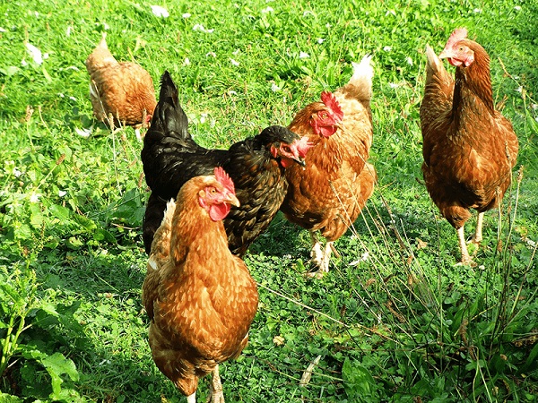 Với nhiều ưu điểm vượt trội, gà thả vườn là một trong những phương pháp nuôi gà rất được ưa chuộng.