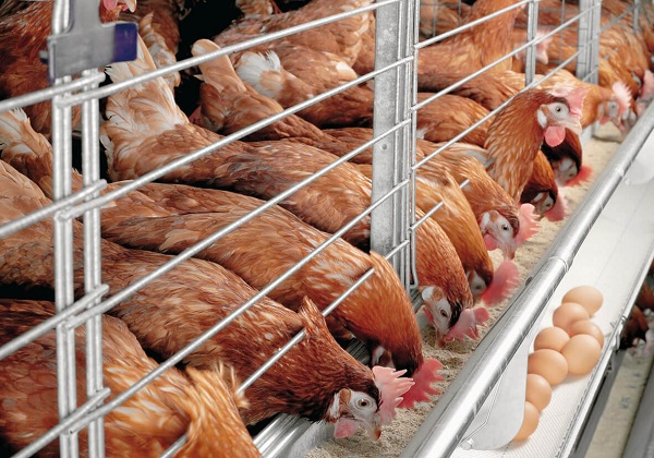 Hệ thống tự động cung cấp thức ăn và nước có thể giúp tối ưu hóa chế độ dinh dưỡng cho gà