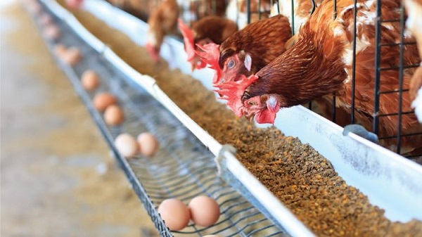 Các thiết bị nuôi gà được thiết kế để tối ưu hóa quá trình nuôi, giúp tăng năng suất chăn nuôi