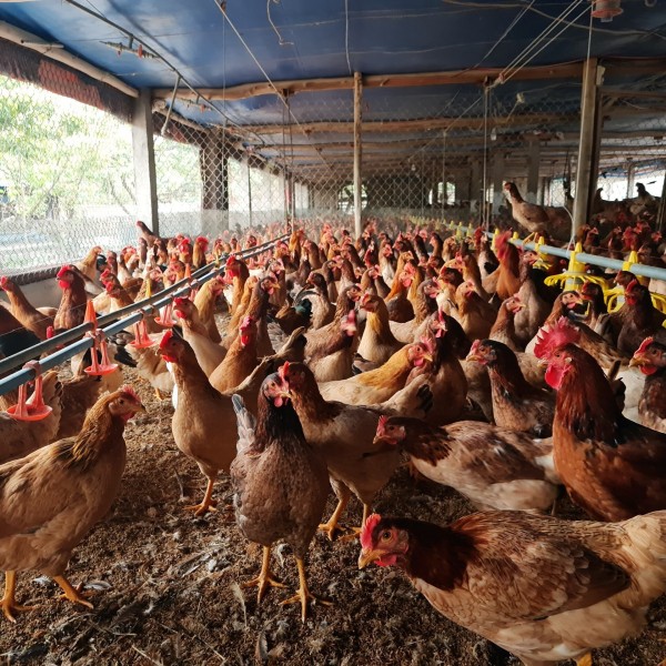 Chăn nuôi gà CP sử dụng những công nghệ hiện đại cùng quy trình chặt chẽ về quản lý chất lượng