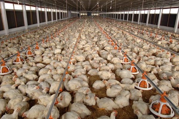 Thiết bị nuôi gà là các công cụ, máy móc hoặc hệ thống được sử dụng để hỗ trợ quá trình nuôi gà