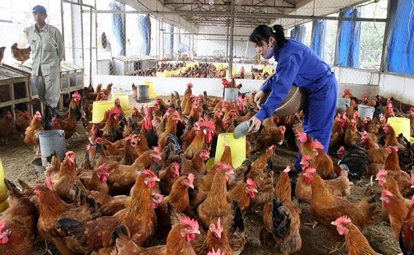 Chăn nuôi gà CP tạo ra nhiều cơ hội việc làm cho người dân trong quá trình sản xuất, quản lý và phân phối