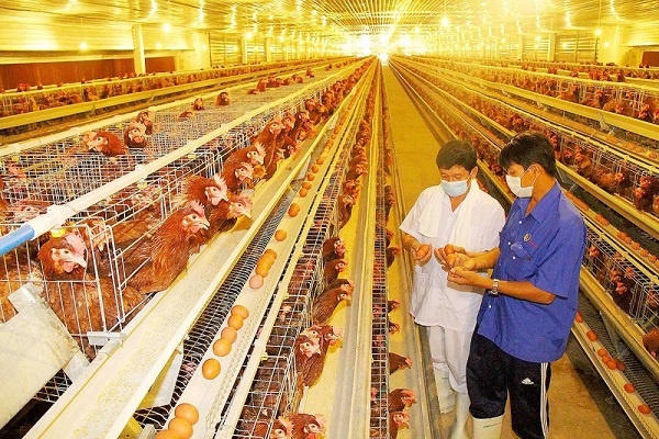 Chăn nuôi gà đẻ trứng có thể tạo ra nguồn thu nhập ổn định cho các nông dân và người chăn nuôi