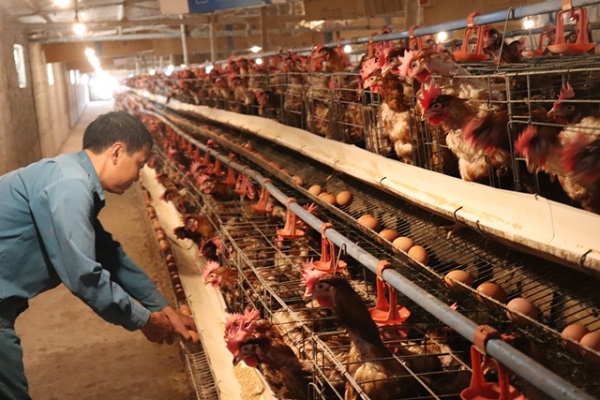 Hùng Đồng là đơn vị cung cấp thiết bị, dụng cụ chăn nuôi gà đẻ trứng tại Hà Tĩnh uy tín và chất lượng tốt nhất hiện nay