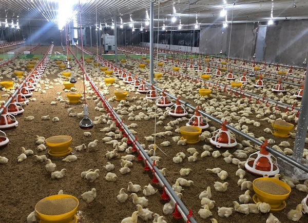 Máng ăn tự động là một công cụ hữu ích trong việc quản lý và nuôi dưỡng đàn gà