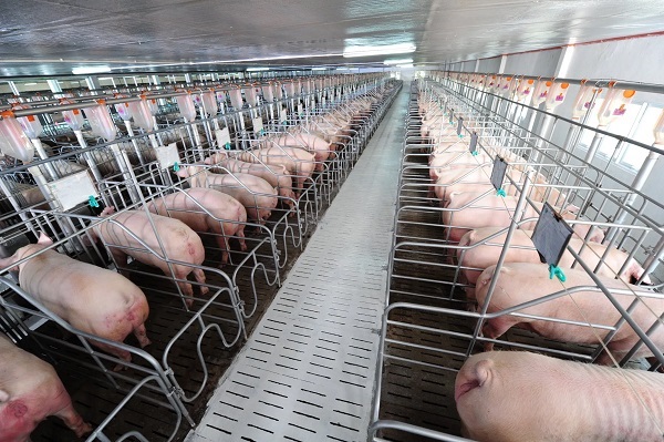 Việc chăn nuôi lợn thịt có vai trò rất quan trọng trong ngành nông nghiệp và ngành thực phẩm