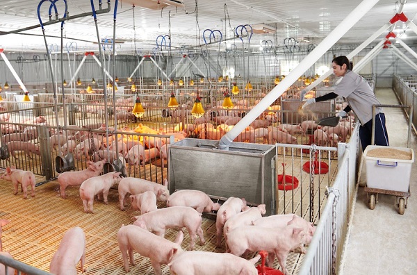 Chăn nuôi lợn thịt cần cung cấp chế độ ăn uống cân đối với nguồn thức ăn giàu dinh dưỡng và đảm bảo đủ lượng nước cần thiết