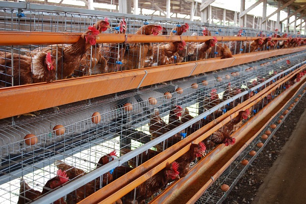 Việc chăn nuôi gà hiệu quả giúp đảm bảo nguồn cung cấp thực phẩm an toàn và dinh dưỡng tốt nhất cho con người