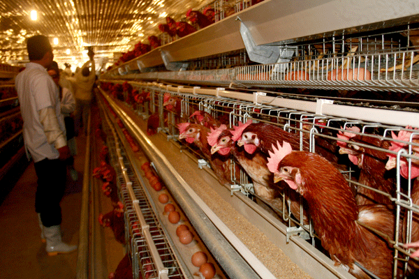 Ngành chăn nuôi gà hiệu quả có thể thúc đẩy sự phát triển kinh tế ở cấp địa phương