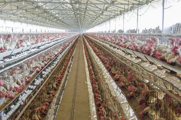 Thiết bị chăn nuôi gà chất lượng giúp tối ưu hóa môi trường sống và điều kiện nuôi gà