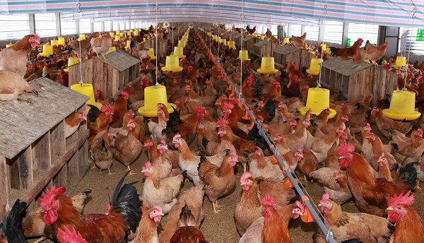 Chăn nuôi gà hiệu quả có thể góp phần quan trọng vào nền kinh tế quốc gia thông qua xuất khẩu thịt và trứng
