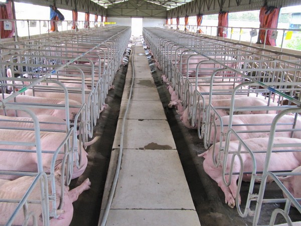 Thiết bị chăn nuôi heo hiệu quả giúp tối ưu hóa năng suất và lợi nhuận trong ngành chăn nuôi heo