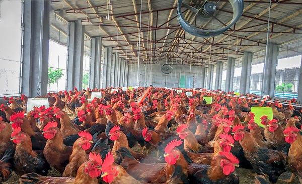 Hệ thống chuồng trại nuôi gà là một phần quan trọng trong ngành chăn nuôi gia cầm theo mô hình hiện đại