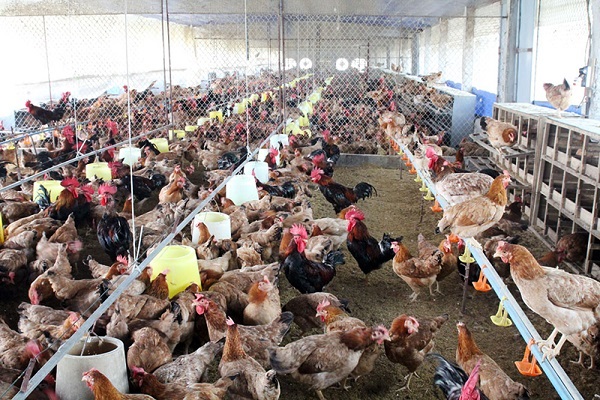 Hùng Đồng là đơn vị cung cấp hệ thống chuồng trại nuôi gà tại Hà Tĩnh có uy tín và chất lượng tốt nhất hiện nay