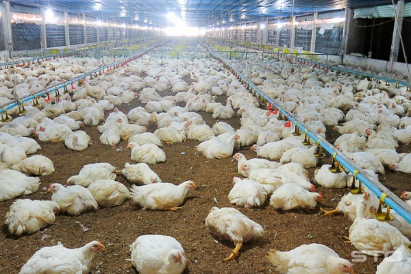 Hùng Đồng là đơn vị cung cấp sản xuất chuồng trại chăn nuôi gà tại Hà Tĩnh có chất lượng, uy tín tốt nhất hiện nay