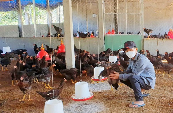 Chuồng trại cần được thiết kế sao cho phù hợp với số lượng gà cần nuôi và điều kiện môi trường địa phương