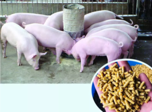 Máy pha trộn thức ăn cho heo