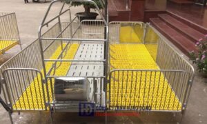 kích thước chuồng heo nái tiêu chuẩn