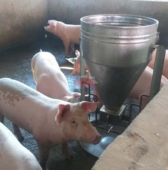 Máng ăn tự động cho heo 