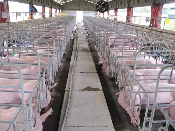 Thiết bị chăn nuôi heo công nghiệp giúp tối ưu hóa quy trình, giảm chi phí và tăng năng suất