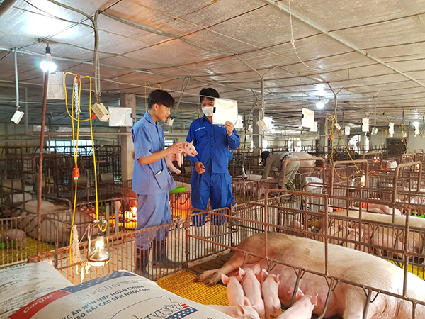 Mô hình chuồng trại heo hiện đại sử dụng thiết bị đồng bộ